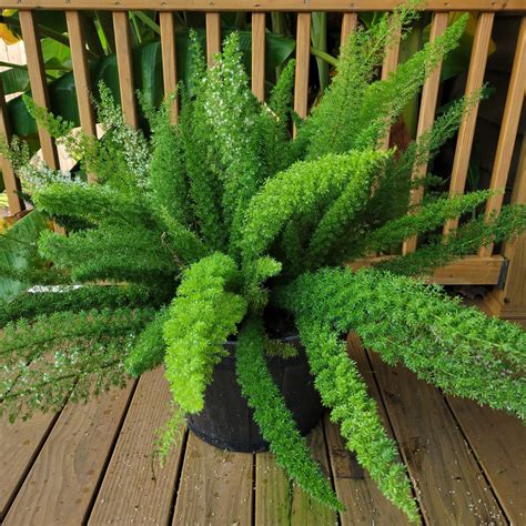 Foxtail Fern Border