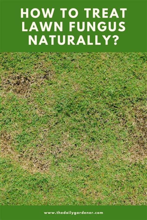 How To Get Rid Of Grass Fungus Artofit