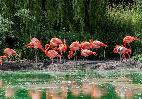 Flamingo Vögel Wasservögel Kostenloses Foto auf Pixabay Pixabay