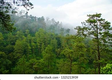 Beauty Mangrove Forest Ecosystem Kutai National Stock Photo