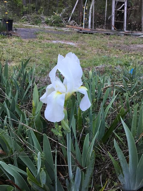 Iris x albicans (White Cemetary Iris) – Naturescapes of Beaufort, SC