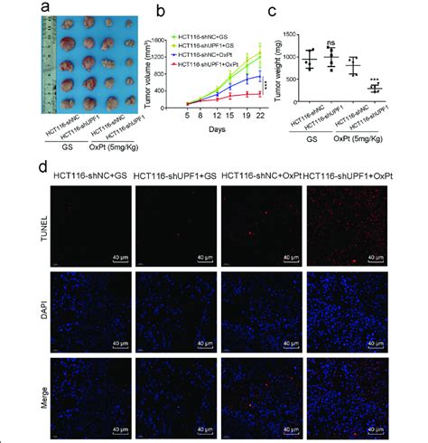 Upf1 Promoted Chemoresistance To Oxaliplatin In Crc In Vivo A