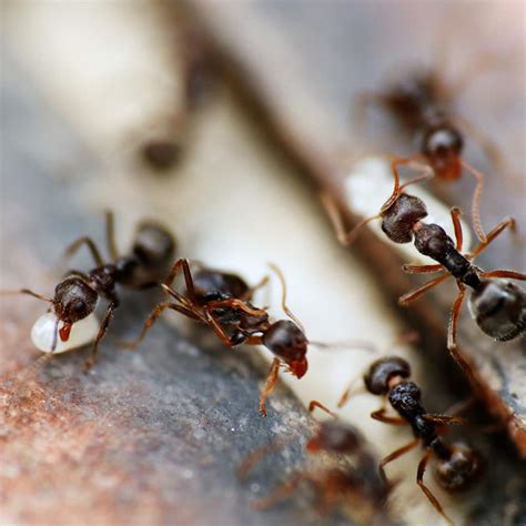 Ant Spotlight: Little Black Ants · ExtermPRO