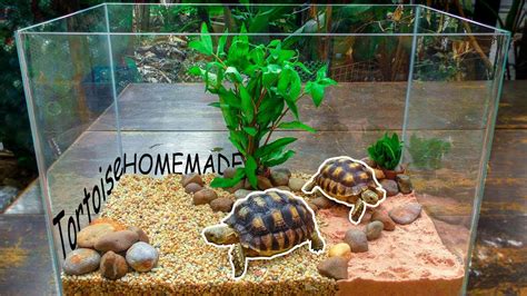 Build the Tortoise House with new decor DIY and feeding my little Tortoise - YouTube