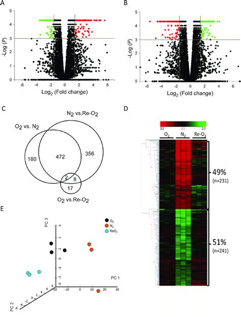 Identification Of Oxygen Responsive Lncrnas In Mcf 7 Cells Using Next Download Scientific