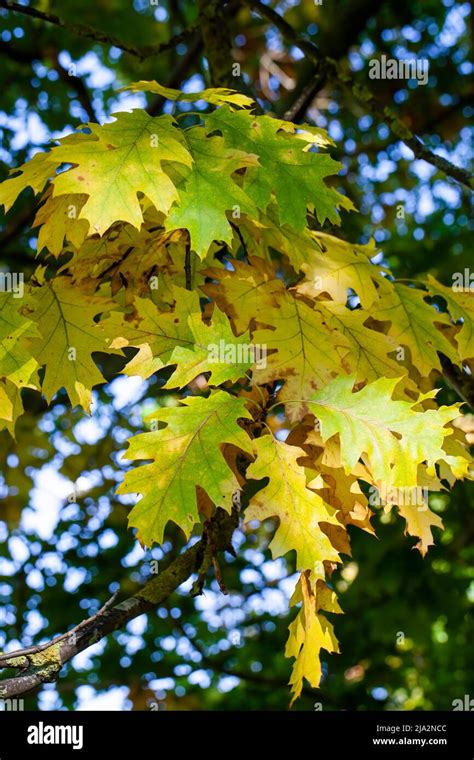 Oak Foliage Turning Yellow In Autumn During Leaf Fall Oak Tree With