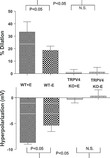 11 12 Epoxyeicosatrienoic Acid 11 12 Eet Induced Vasodilation And Download Scientific Diagram