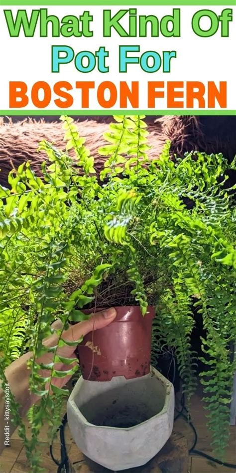 Choosing The Perfect Pot For Your Boston Fern Size Material And More