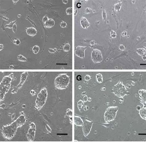 Colonies Of Mycoplasma Infected A D And Control E H MESCs At