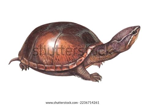 Common Musk Turtle M S De Ilustraciones Y Dibujos De Stock Con