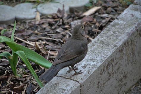 Blackbird Bird Animal Free Photo On Pixabay Pixabay