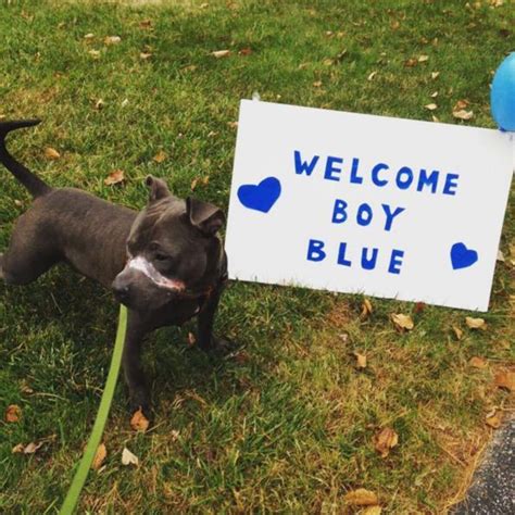 Puppy Who Endured Horrible Abuse Just Wants To Kiss Peoples Faces