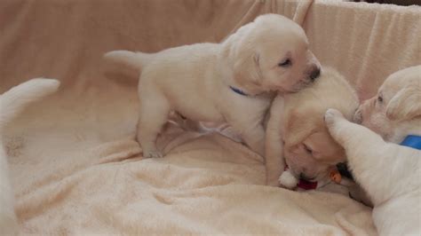 Young Yellow Labrador Puppies Playing Stock Footage SBV-347332168 ...