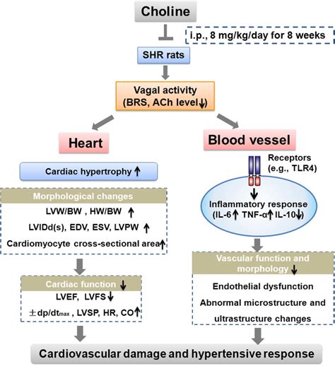 The Putative Schematic Illustration Of The Mechanism Underlying