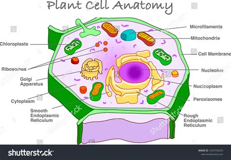 Plant Cell Anatomy Annotated Plant Cell Stock Vector Royalty Free