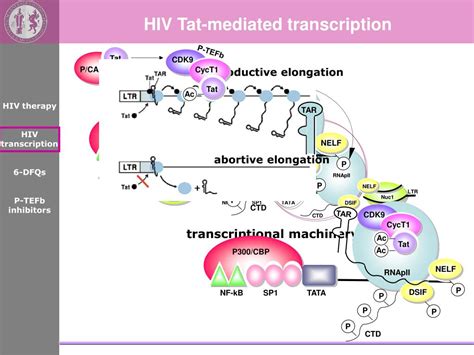 PPT HIV 1 TAT MEDIATED TRANSCRIPTION AS ATTRACTIVE INTERVENTION SITE