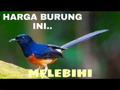 Pesaing Murai Batu Kicaumania Pipitjawa YouTube