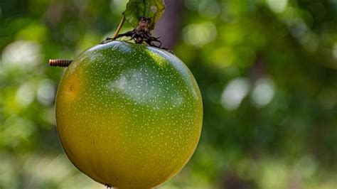 Con Xito Se Clausura El Proyecto De Plantas Alimenticias En Marontuari