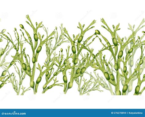 Seamless Board Of Green Sea Plant Watercolor Illustration Isolated On