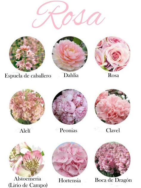 Tipos De Rosa Flor - Tipos De Flores Rosa: Rosas, Tulipanes, Peonias Y Más | TeleFlor
