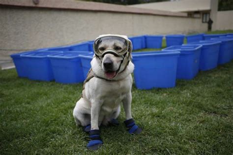 Frida Il Cane Eroe Che Ha Salvato Decine Di Persone Dopo Il Terremoto