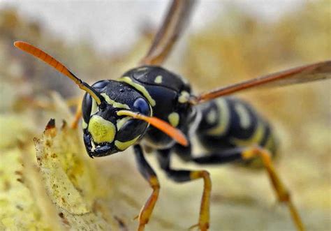 Wasp & Bee Sting Allergy