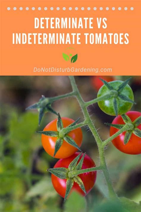 How To Tell The Difference Between Determinate And Indeterminate