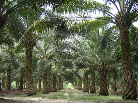 File Oilpalm Malaysia Wikipedia