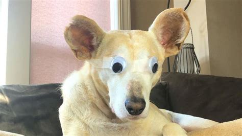 This Adorable Dog Lost His Eyes To A Serious Ocular Disease Video