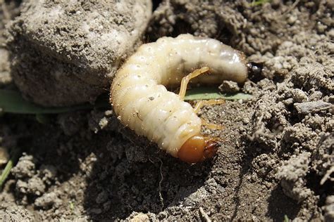 Japanese Beetle larva (3) | Flickr - Photo Sharing!