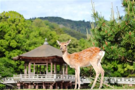 奈良公園のシカを蹴る動画に奈良県「極めて不適切な行為」 シカへの正しい接し方を再確認するよう呼びかけ（12 ページ） ねとらぼ