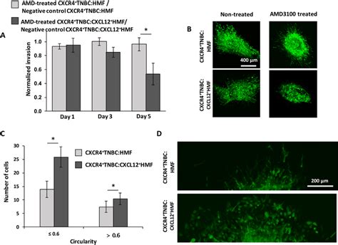 A Collagen Invasion Of CXCR4 TNBC Cells From Co Culture Spheroids