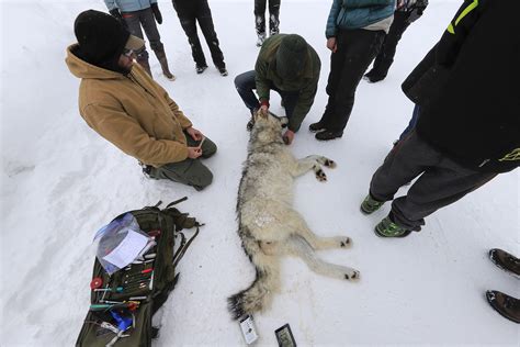 Photos 43 More Wolves Collared In Wyoming This Winter Cheyenne Wy