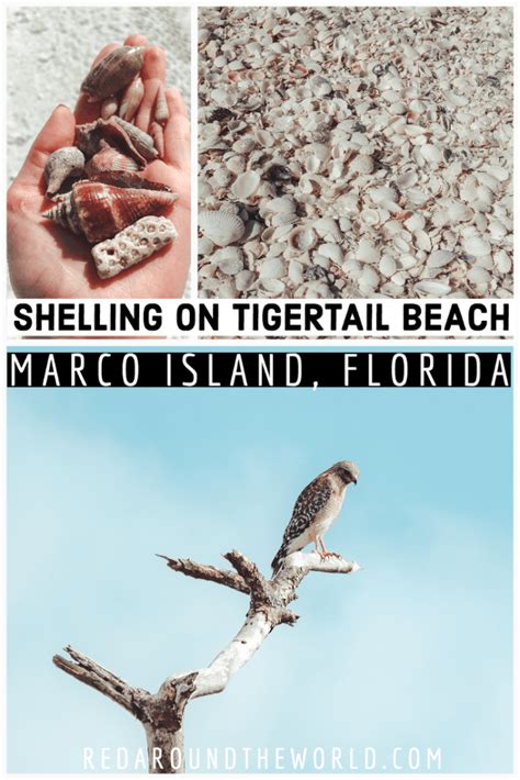 Tigertail Beach Marco Island A Shelling Guide Red Around The World