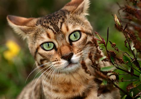 Bengal face photo and wallpaper. Beautiful Bengal face pictures