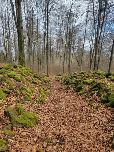 Best Forest Trails In Neustadt Am Kulm Alltrails