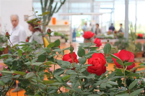 Festa Delle Rose Casanatura Vivaio