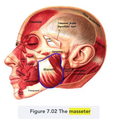 Muscles Of Mastication Flashcards Quizlet