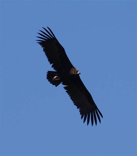 Black Vulture in flight - Books from Scotland