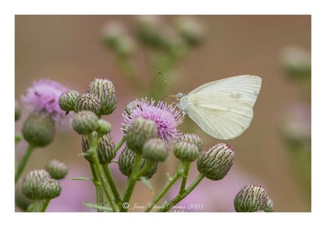 Piéride du chou Pieris brassicae Jean Claude DEVAUX Flickr