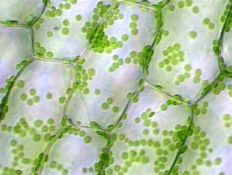 Diagram Of Elodea Cell Wiring Diagram Pictures