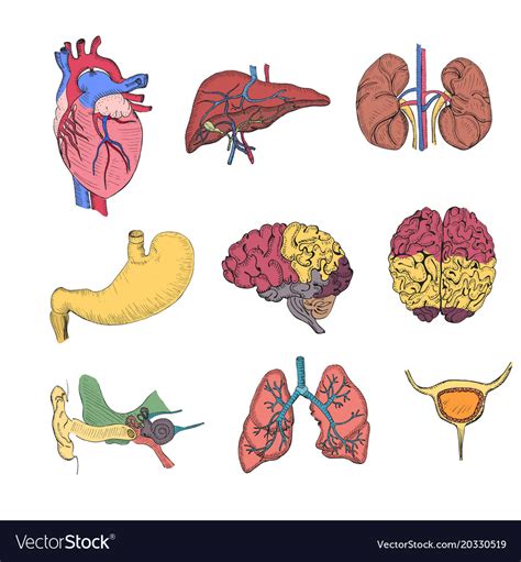 Hand Drawn Coloured Set With Human Organs Vector Image