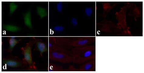 Phospho Stat1 Tyr701 Polyclonal Antibody 44 376g