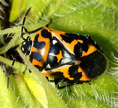 Harlequin Bug Murgantia Histrionica Bugguide Net