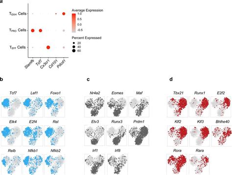 Scenic Analysis Revealed Distinct Transcriptional Regulatory Circuits