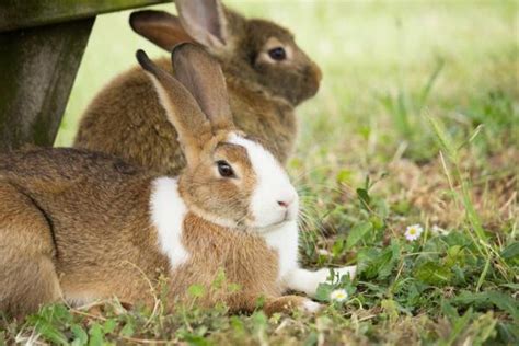 Tularemia O Febbre Dei Conigli Sintomi E Cura