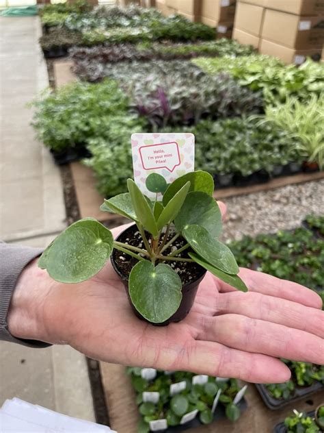 Pilea Peperomioides Opt Tri State Foliage In House Availability