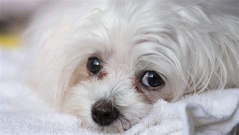 Dogs Cry Tears of Joy, According to New Study