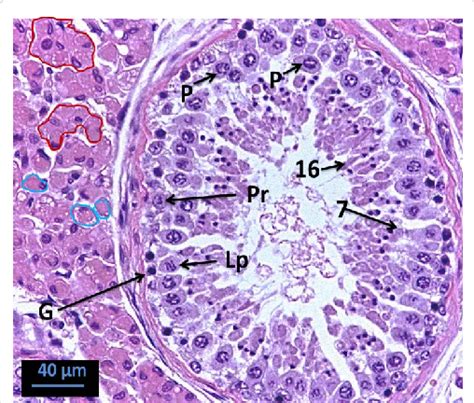 Spermatogenic Cells And Yield In Stage Vii Of Seminiferous Tubules