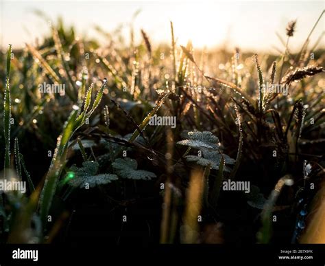 Blade of Grass Stock Photo - Alamy